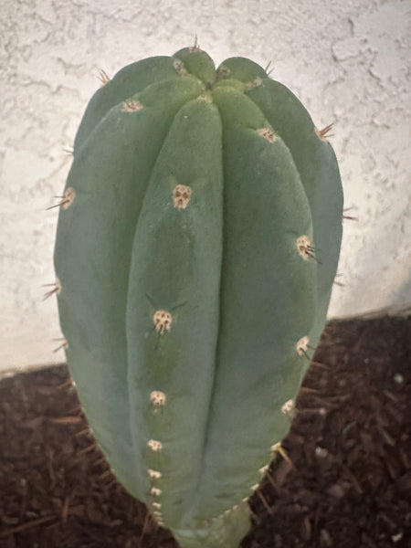 T peru “Shawty” (aka Icaro Pheno 4) x T peru ”Serra Blue” SEED