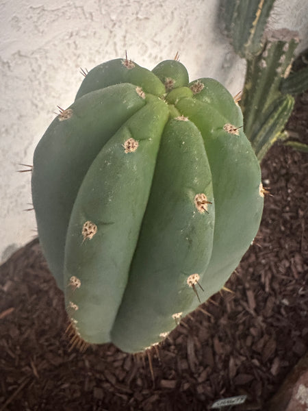 T peru “Shawty” (aka Icaro Pheno 4) x T peru ”Serra Blue” SEED