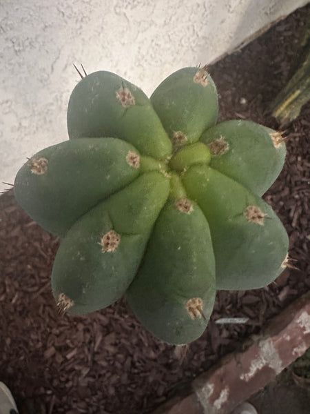 T peru “Shawty” (aka Icaro Pheno 4) x T peru ”Serra Blue” SEED