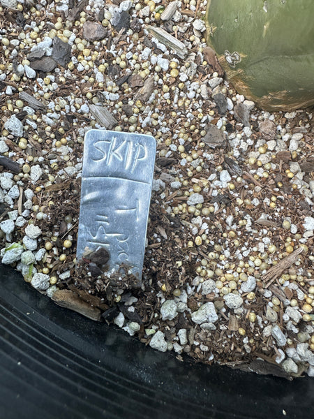T pach "Campground" aka "Skip" (Large Mother Plant Well-Rooted in 15 Gal Pot)