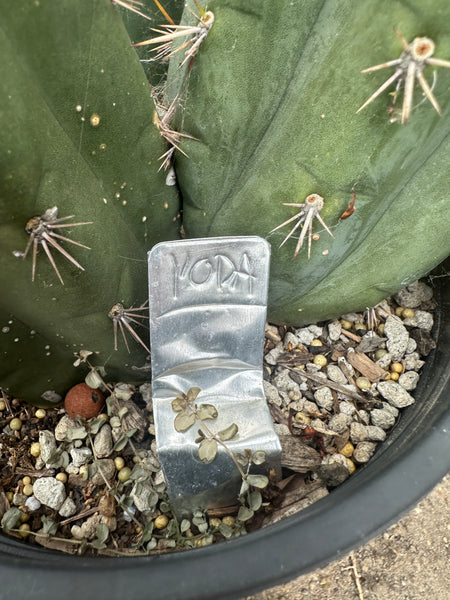 T pach "Yoda" (AUS) (10-11” Tip cutting)