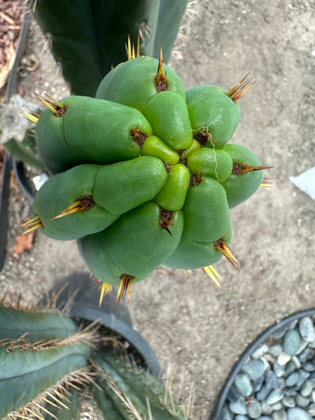 T pach "Yoda" (AUS) (10-11” Tip cutting)