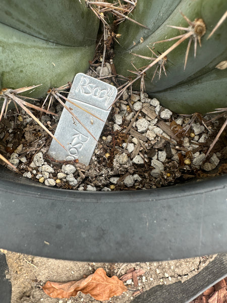T macrogonus “RS004” (Mother Plant Starter in 5 gal pot) (Very mature roots)
