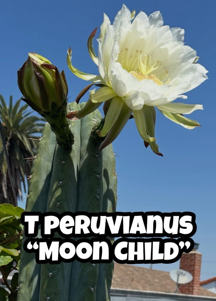 T peru "Moon Child" (Icaro Pheno 1) (11-12" Tip Cutting)