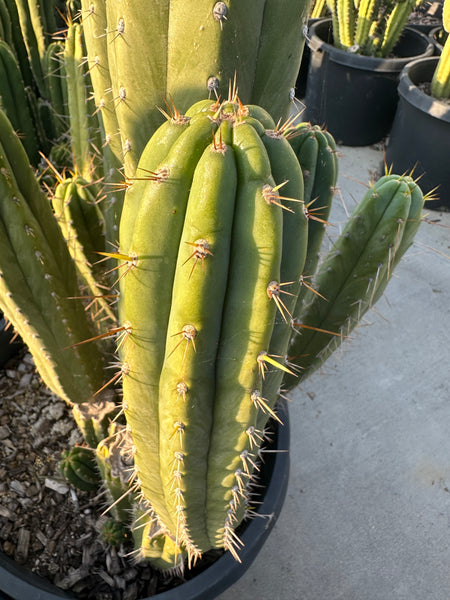 T peru "HB01” (10-11" Tip Cutting)