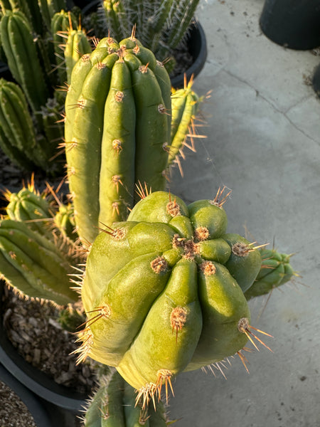 T peru "HB01” (10-11" Tip Cutting)