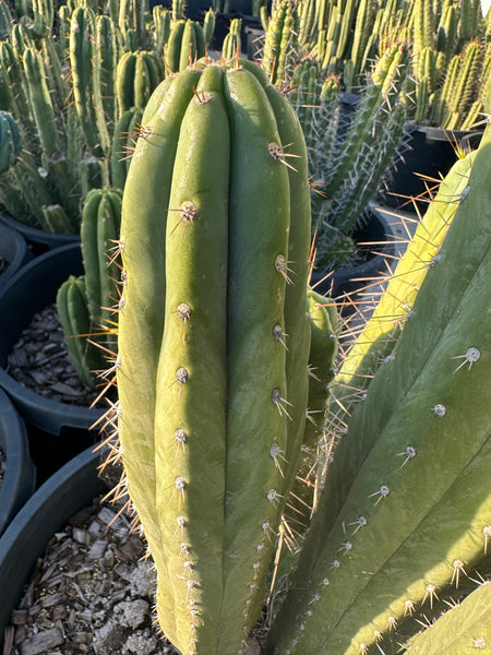 T peru "HB01” (10-11" Tip Cutting)