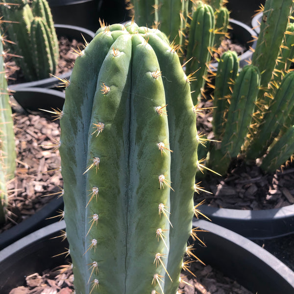 T peru "RS0001-3" [Kakster] (10-11" Tip Cutting) *THICC*