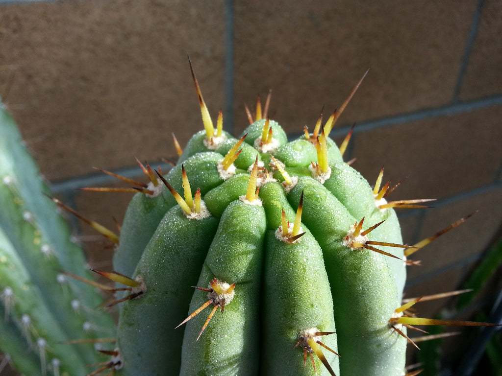 Jinsiy aloqada bolgan er-xotinlarning uy qurilishi videolari Bekker porno ayol erkakning eshagini yalaydi