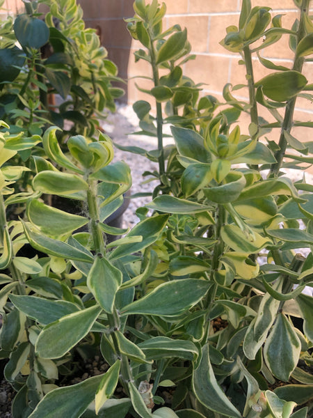 VARIEGATED Pereskiopsis! (4-6" cuttings) [MUTANTS]