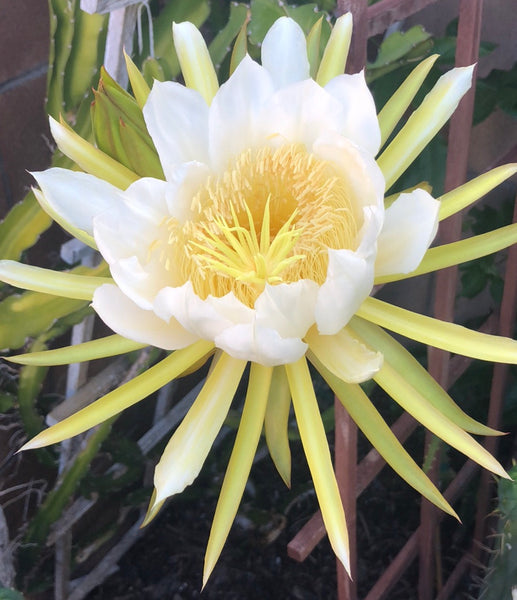 Hylocereus undatus, Dragon Fruit "White Flesh" - [ROOTED CUTTING, 3.5" POT] - Self fertile variety!