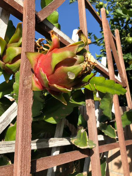 Hylocereus undatus, Dragon Fruit "White Flesh" - [ROOTED CUTTING, 3.5" POT] - Self fertile variety!