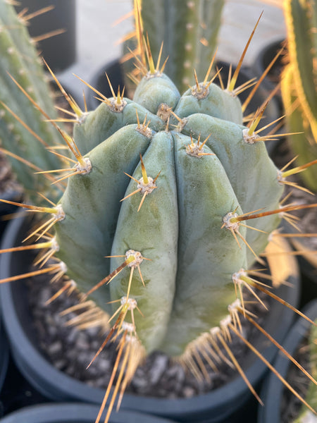 T peru "RS0001-3" [Kakster] (10-11" Tip Cutting) *THICC*