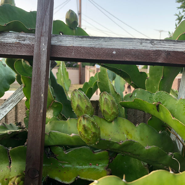 Hylocereus undatus, Dragon Fruit "White Flesh" - [ROOTED CUTTING, 3.5" POT] - Self fertile variety!