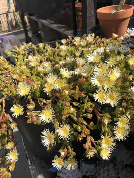 Sceletium tortuosum, Kanna plants [SUCCULENTS] [ROOTED, 3.5" POT]