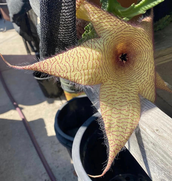 Stapelia gigantea [SUCCULENTS] [ROOTED, 3.5" POT]