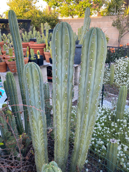 T peru "Moon Child" (Icaro Pheno 1) (10-11" Tip Cutting)