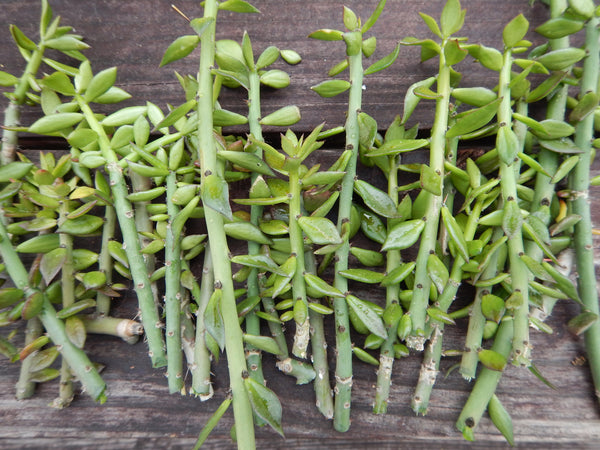 Pereskiopsis (4-6" cuttings) [Often used for grafting cactus seedlings]