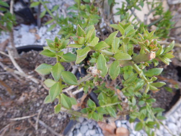 Bulk Pereskiopsis - (25) Pereskiopsis (5-6" cuttings) -ALL TIPS- *BULK DEAL*