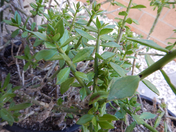 Bulk Pereskiopsis - (25) Pereskiopsis (5-6" cuttings) -ALL TIPS- *BULK DEAL*
