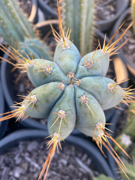 T peru "RS0001-3" [Kakster] (10-11" Tip Cutting) *THICC*