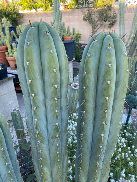 T peru "Moon Child" (Icaro Pheno 1) (10-11" Tip Cutting)