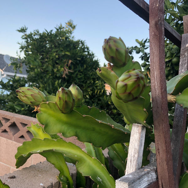 Hylocereus undatus, Dragon Fruit "White Flesh" - [ROOTED CUTTING, 3.5" POT] - Self fertile variety!