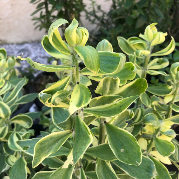 VARIEGATED Pereskiopsis! (4-6" cuttings) [MUTANTS]