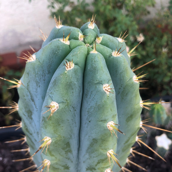 T peru "RS0001-3" [Kakster] (10-11" Tip Cutting) *THICC*