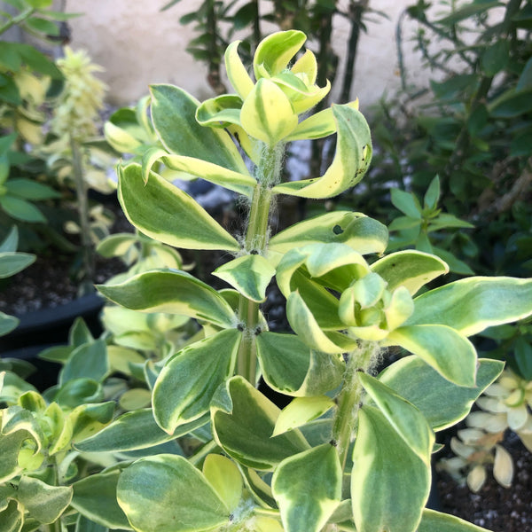 VARIEGATED Pereskiopsis! (4-6" cuttings) [MUTANTS]