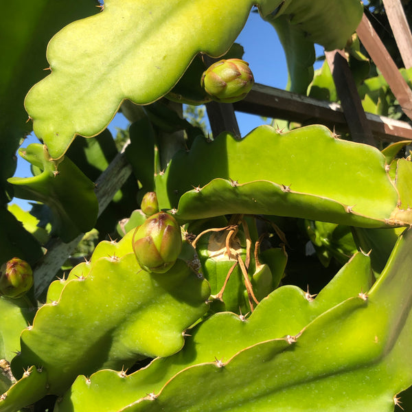 Hylocereus undatus, Dragon Fruit "White Flesh" - [ROOTED CUTTING, 3.5" POT] - Self fertile variety!