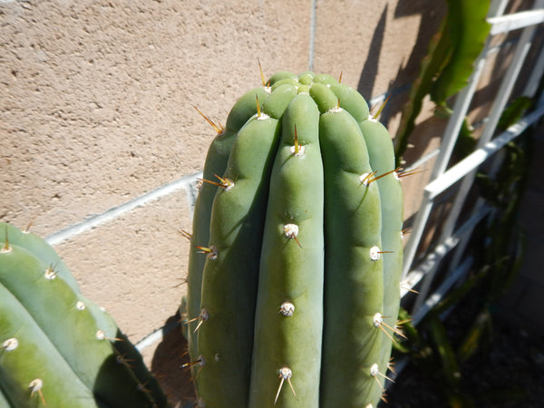 T peru "Short Spine Peru" (10-11" Tip cutting)