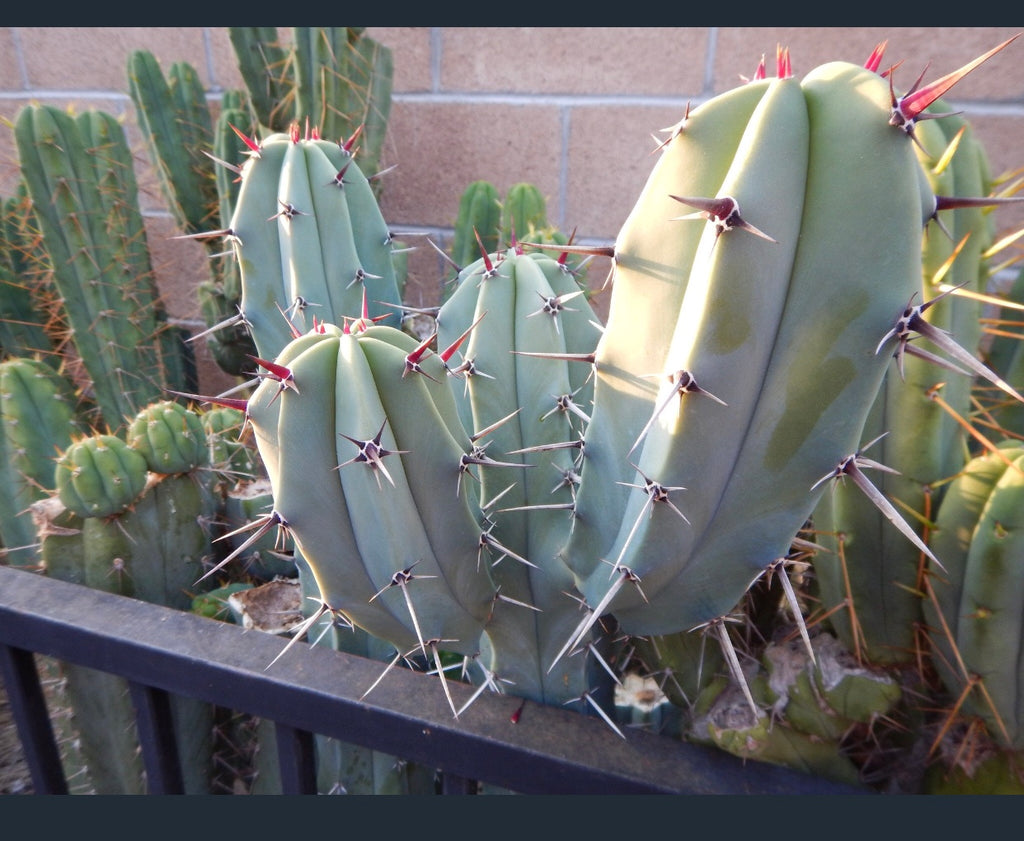 Blue Myrtle Cactus, Myrtillocactus geometrizans [Rare Red-Spined Form] (6-8" TIP Cutting)