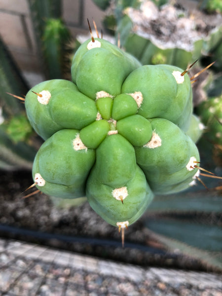 T peru "Short Spine Peru" (10-11" Tip cutting)