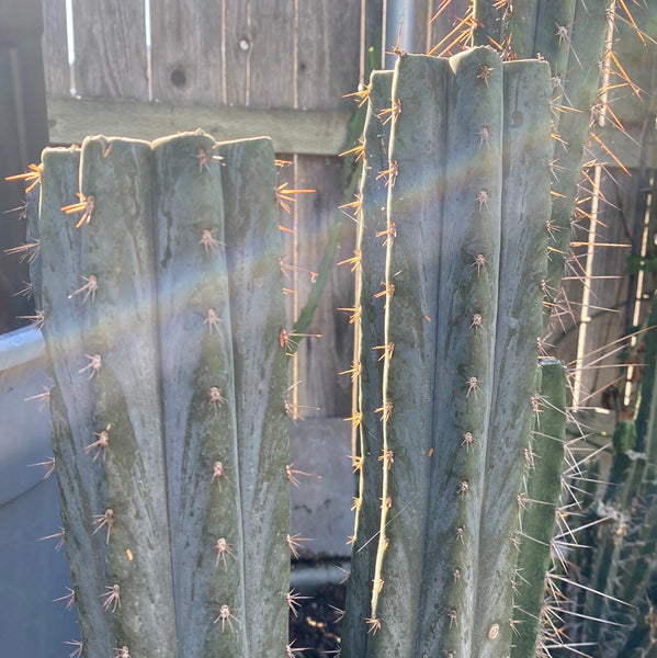 T peru "Ferret" (AUS) (10-11” MID cuts)