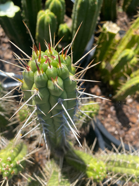 Rauhocereus riosaniensis ssp jaenensis (10-11” Tip Cutting)