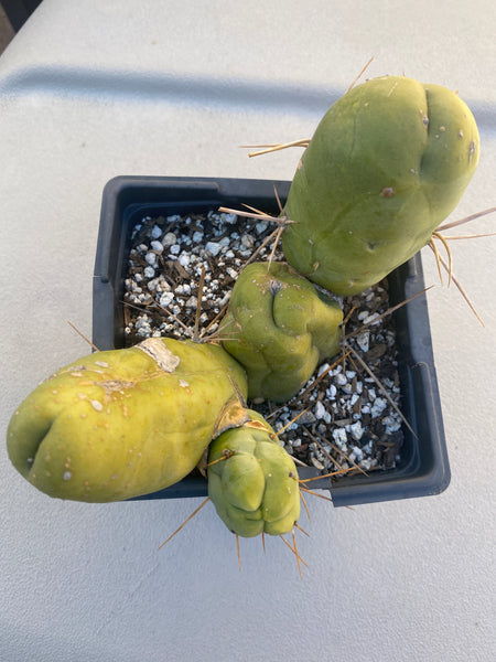 T bridge monstrose (TBM) “Penis Plant” (Clone B) [Well Rooted in 3.5” pot]