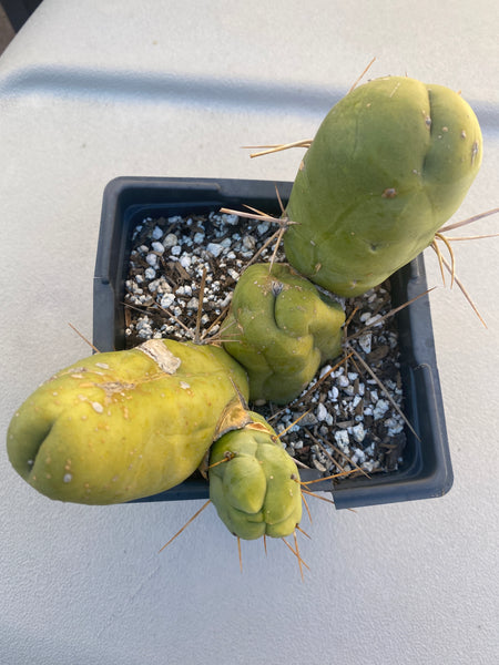T bridge monstrose “Penis Plant” (Clone B) [Rooted in 3.5” pot]