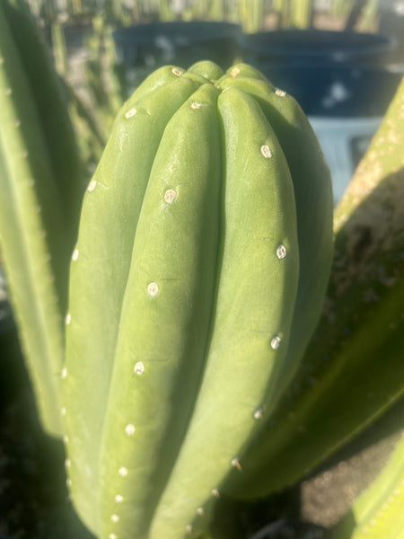 T pach "Soozy" (10-11” Tip cuttings)
