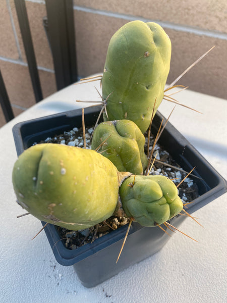 T bridge monstrose (TBM) “Penis Plant” (Clone B) [Well Rooted in 3.5” pot]