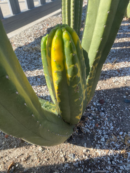 T pach "Green Leopard" [Variegated] (14” Multi-Tip Cutting)