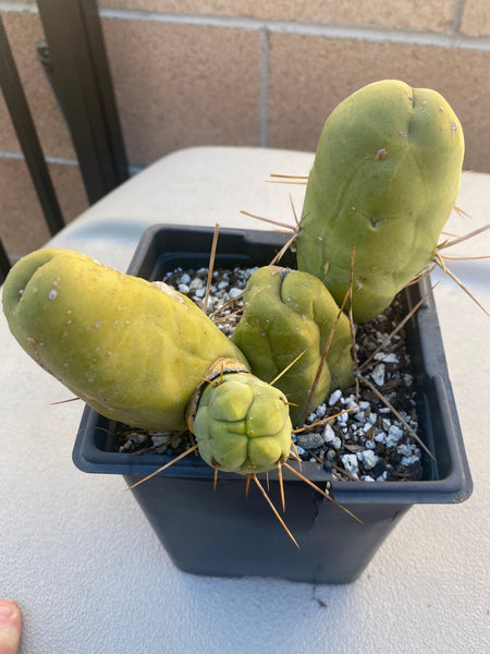 T bridge monstrose (TBM) “Penis Plant” (Clone B) [Well Rooted in 3.5” pot]