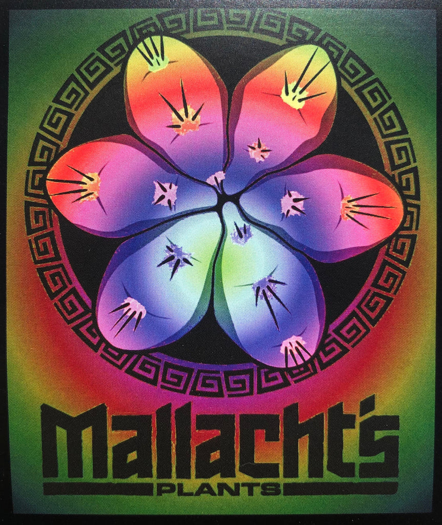 “Tie Dye” - Mallacht's Plants Sticker [3 x 3.5"] *NEW VINYL VERSION*