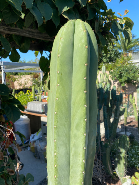 T scopulicola "Super Pedr0" (10-11” Tip Cutting)