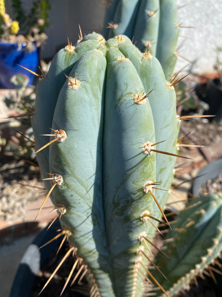 T peru "BBG 48.1540" (10-11" Tip Cutting)