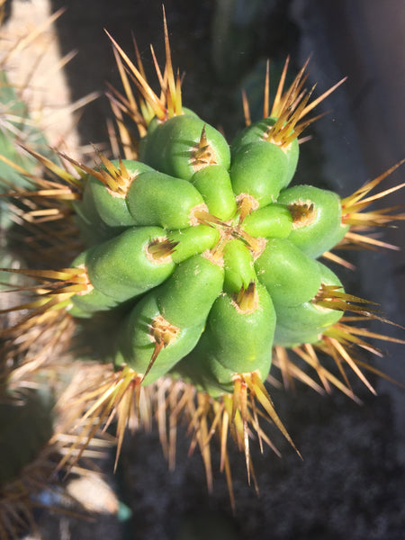 [Hybrid] SS02 x Kimura's Spiny Giant (10-11" MID Cutting)