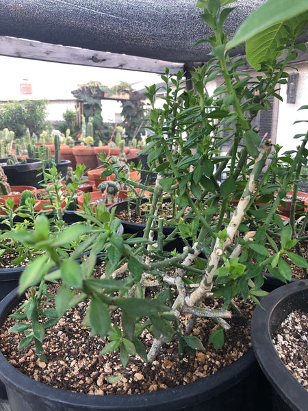 Pereskiopsis (4-6" cuttings) [Often used for grafting cactus seedlings]