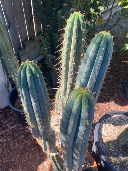 T peru "Ferret" (AUS) (10-11” MID cuts)