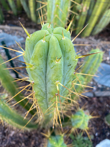 T bridge “KGC” (Killer Green Cactus) (10-11" Tip cutting)