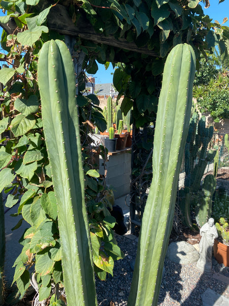 T scopulicola "Super Pedr0" (10-11” Tip Cutting)